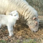 Mouton brebis agneau de la ferme pédagogique - Oasis du Coq à l'Âme - Domaine d'Echoisy